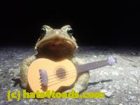 /home//u458753944/public_html/sourcegallery//Roxborough Toad Detour/2026/2026-03-22/P3221582.JPG